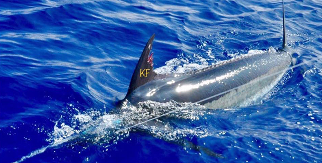 ANGLER: charter client SPECIES: Blue Marlin
WEIGHT: Est 650lb LURE: JB Plunger.